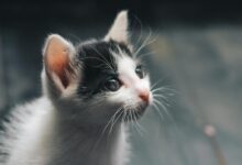 Photo of White and Black Kitten