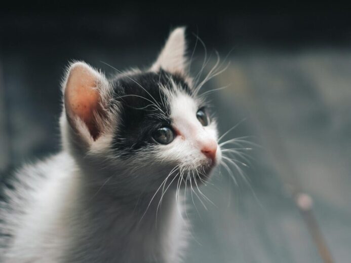 Photo of White and Black Kitten