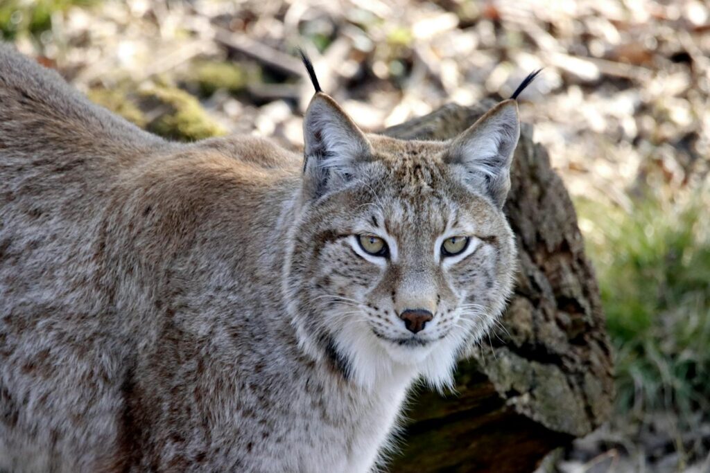 Photo by patrice schoefolt - NeposlušnéTlapky A Canada Lynx in Close-up Shot