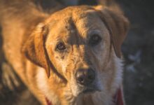 Close-up Photography of Adult Golden Retriever