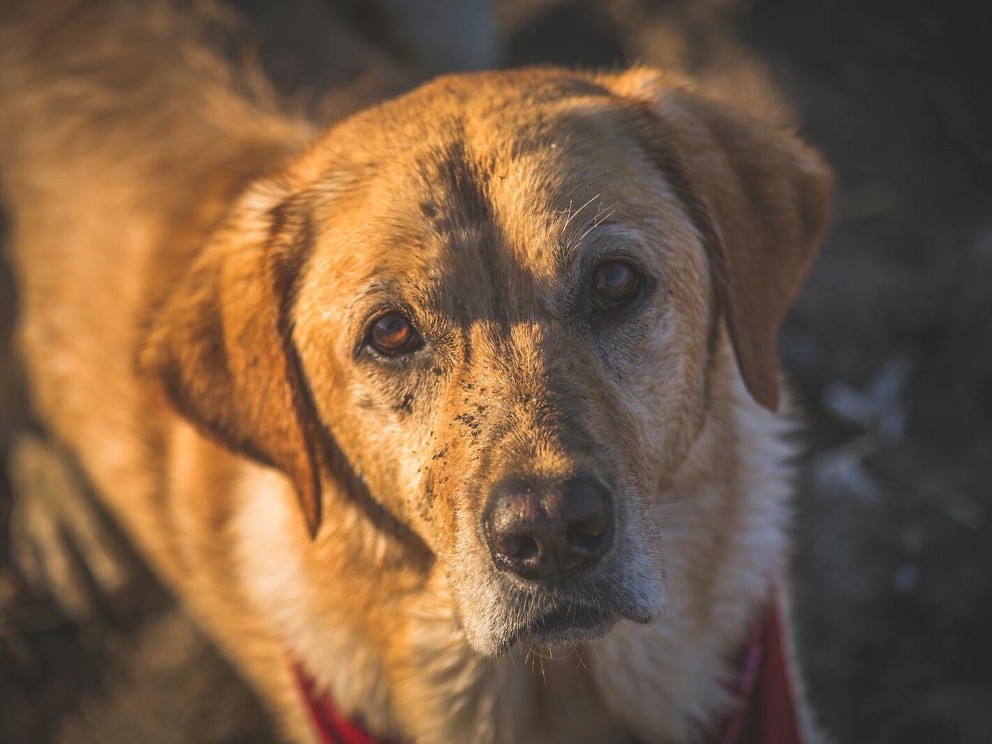 Close-up Photography of Adult Golden Retriever