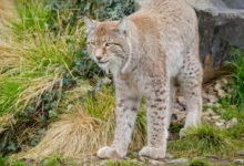 Lynx on Green Grass during Daytime