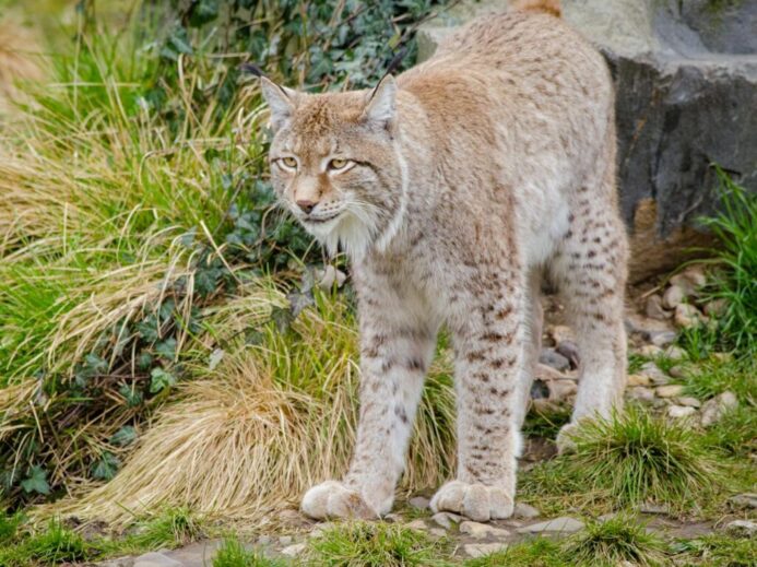 Lynx on Green Grass during Daytime