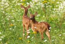 Young Deer