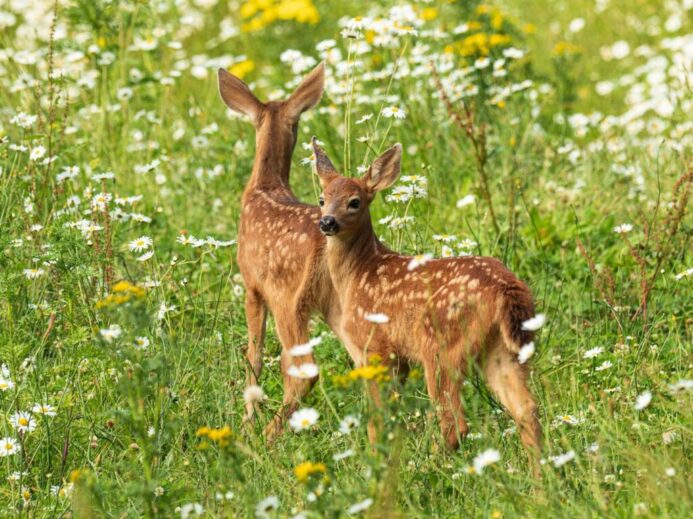 Young Deer