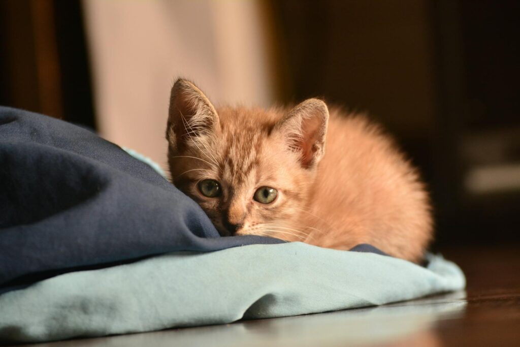 Photo by Hiang Kanjinna - NeposlušnéTlapky Orange Tabby Kitten Reclining on Floor