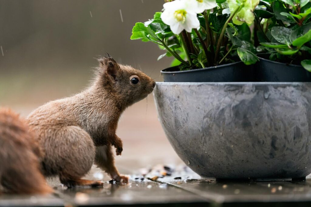 Photo by Ellen de Ruiter - NeposlušnéTlapky Close-Up Photo of Squirrel Beside Gray Flowerpot