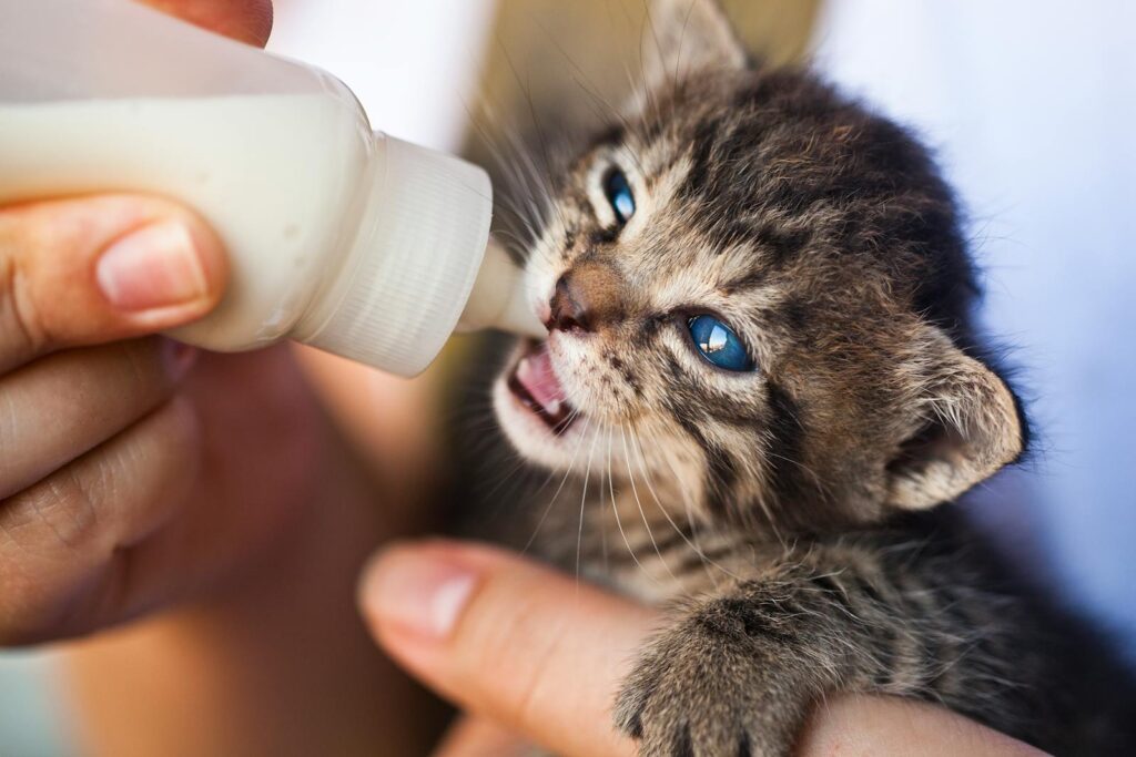 Photo by Emrah AYVALI - NeposlušnéTlapky Close-Up Photo of Person Feeding a Kitten