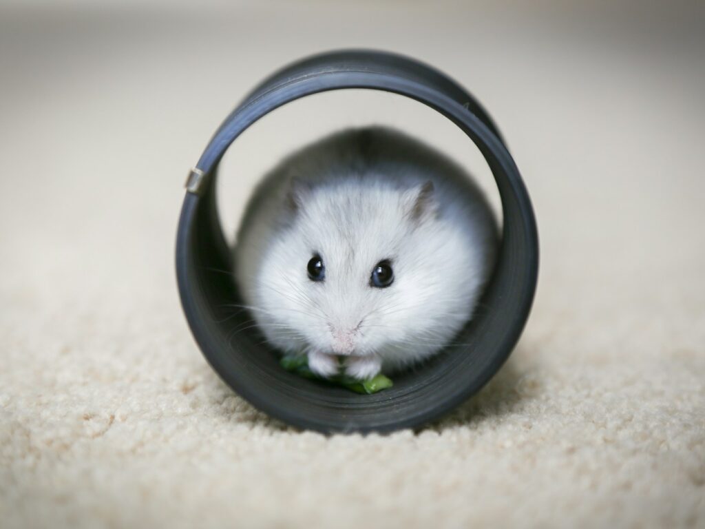 - NeposlušnéTlapky white and gray mouse on white textile