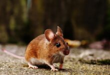 Brown and White Mice