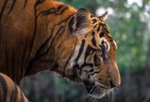 Close-up of Tiger