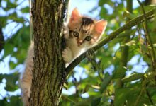 Low Angle View of Cat on Tree