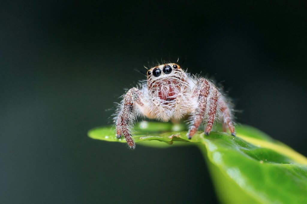Close-up of Spider on Web Against Black Background