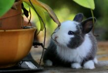 A Bunny Besides Potted A Plant