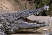Crocodile