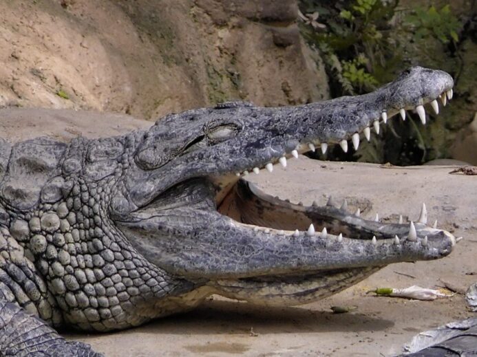 Crocodile