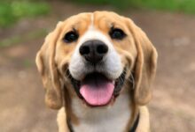 dog's face