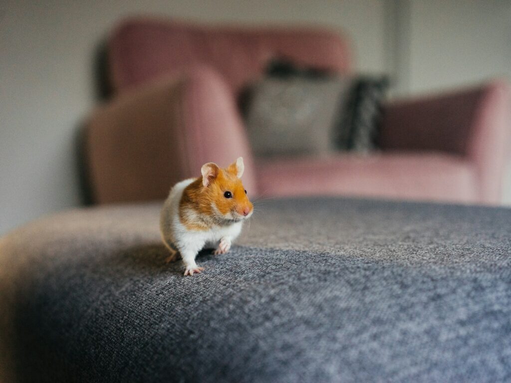 - NeposlušnéTlapky white and brown hamster on gray textile