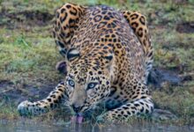 leopard drinking water on water during daytime