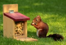 Brown Squirrel