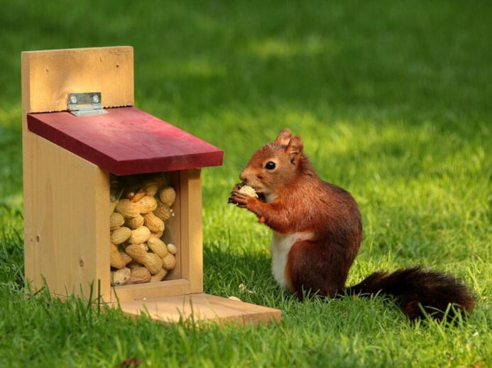Brown Squirrel
