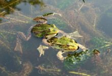 frogs, reproduction, mate