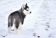 Black and White Siberian Husky Puppy on Snow Covered Ground