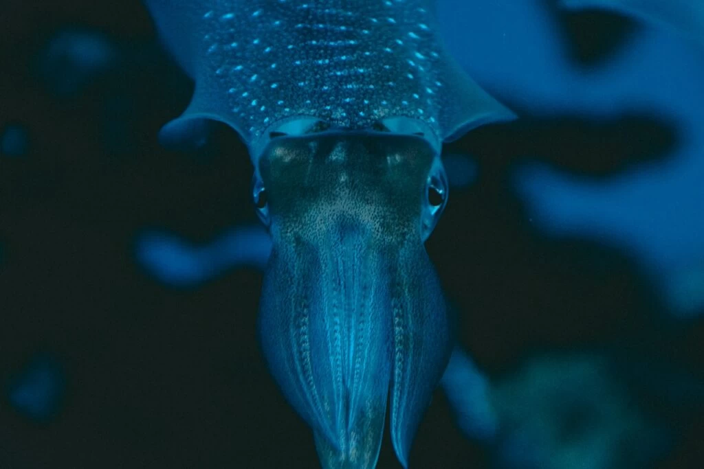 squid - NeposlušnéTlapky jelly fish