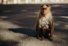 Brown Monkeys on Gray Concrete Floor
