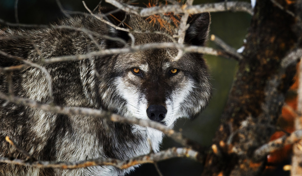 Yellowstone Wolf in Woods - NeposlušnéTlapky