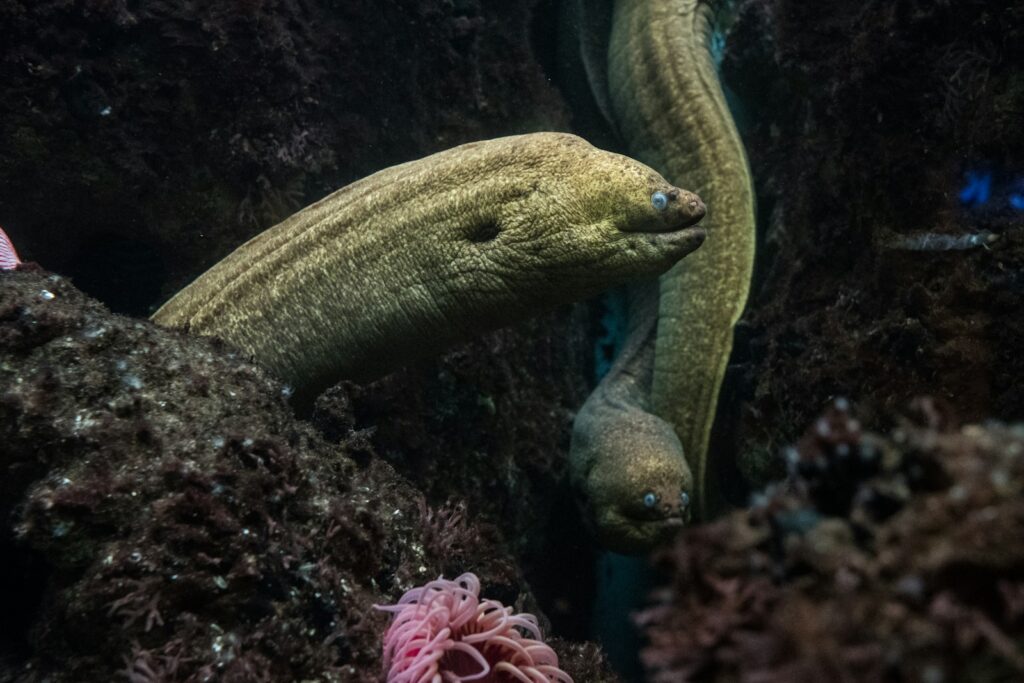 Eletrický úhoř - NeposlušnéTlapky green snake fish