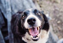 Shallow Focus Photography of Adult Black and White Border Collie