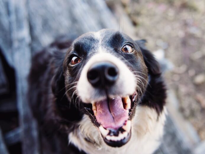 Shallow Focus Photography of Adult Black and White Border Collie