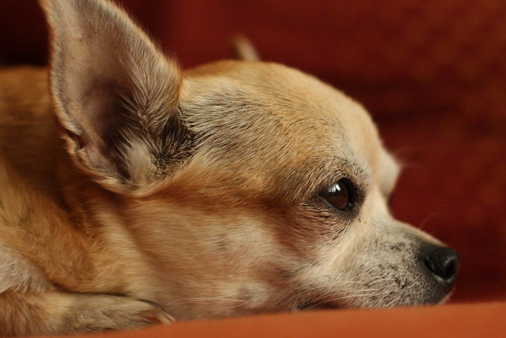 Dreaming Chihuahua - NeposlušnéTlapky