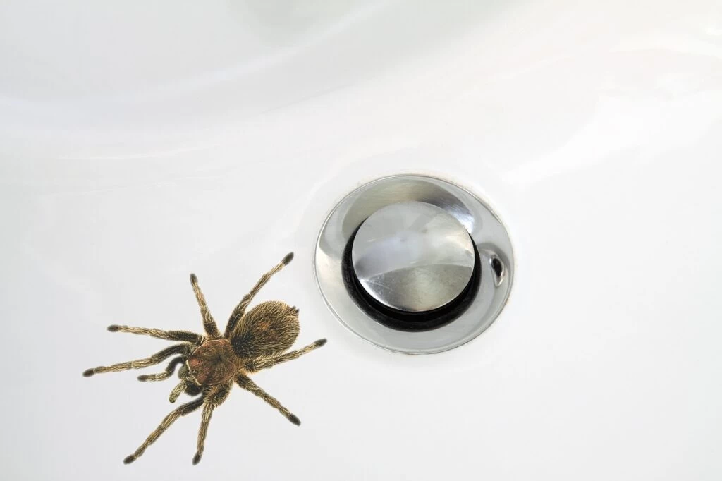 spider, insect, sink
