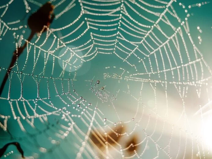 spider web, cobweb, habitat