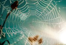 spider web, cobweb, habitat