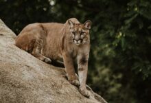 cougar on brown rock formation