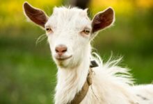 white and brown animal head