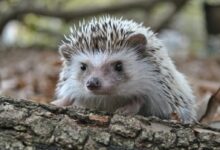 Close-Up Shot of a Hedgehog