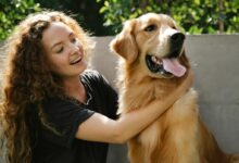 Positive adult lady in casual clothes petting fluffy Golden Retriever dog near stone fence and trees with green foliage in summer sunny day
