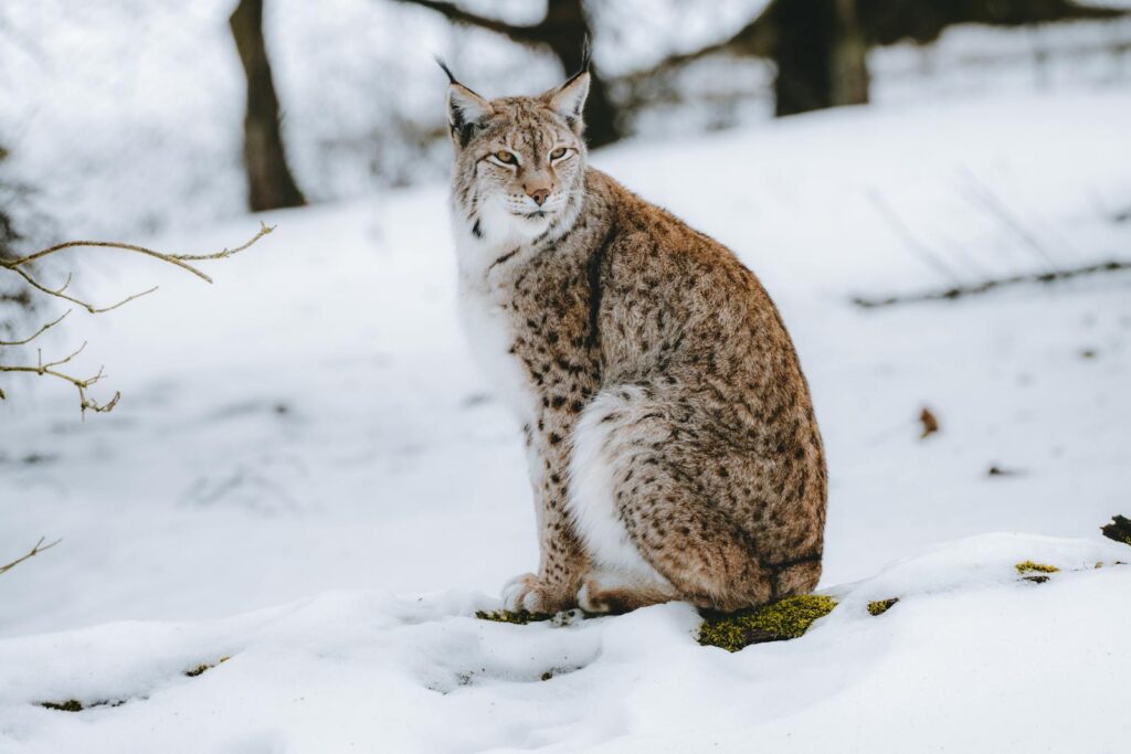 Photo by David Selbert - NeposlušnéTlapky Fluffy lynx sitting in snow
