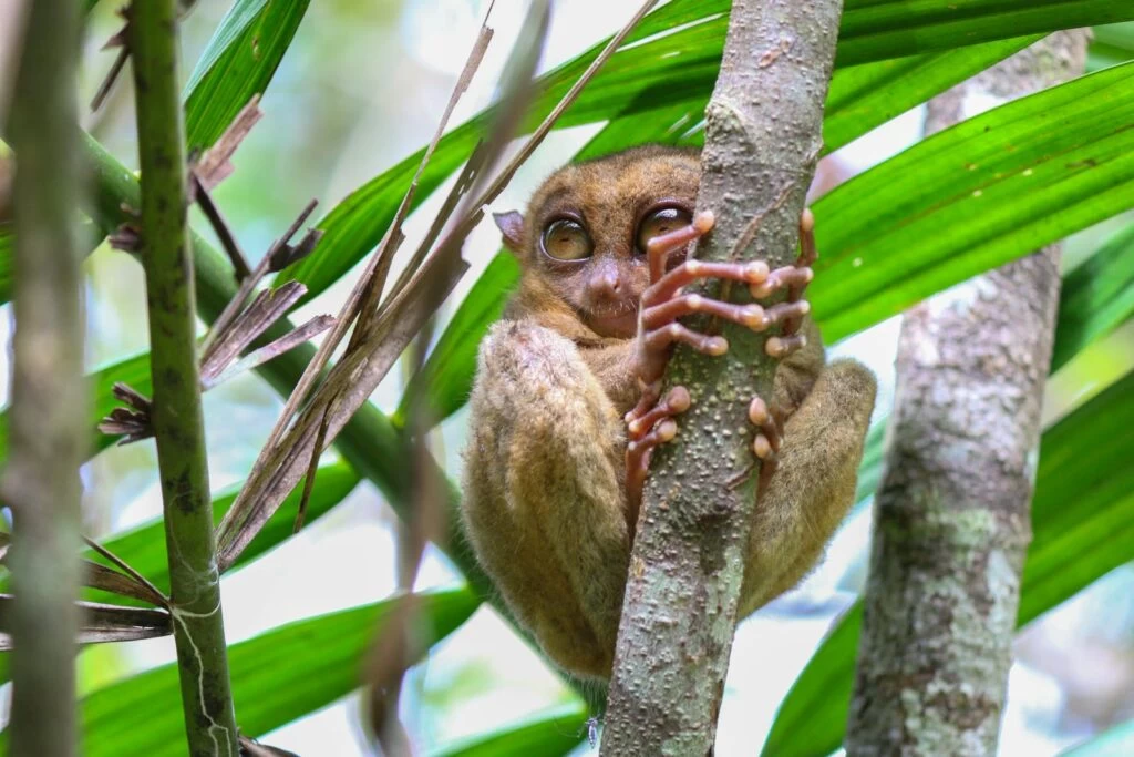 Nartoun - NeposlušnéTlapky Close-up of a Philippine Tarsier on a Tree