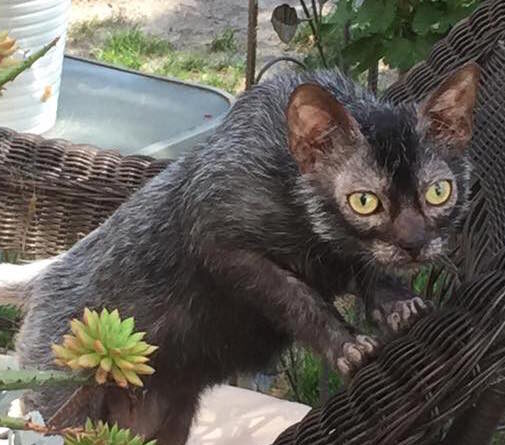 Kočka plemene Lykoi - NeposlušnéTlapky