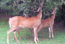 File:White-tailed deer (Odocoileus virginianus) grazing - 20050809.jpg