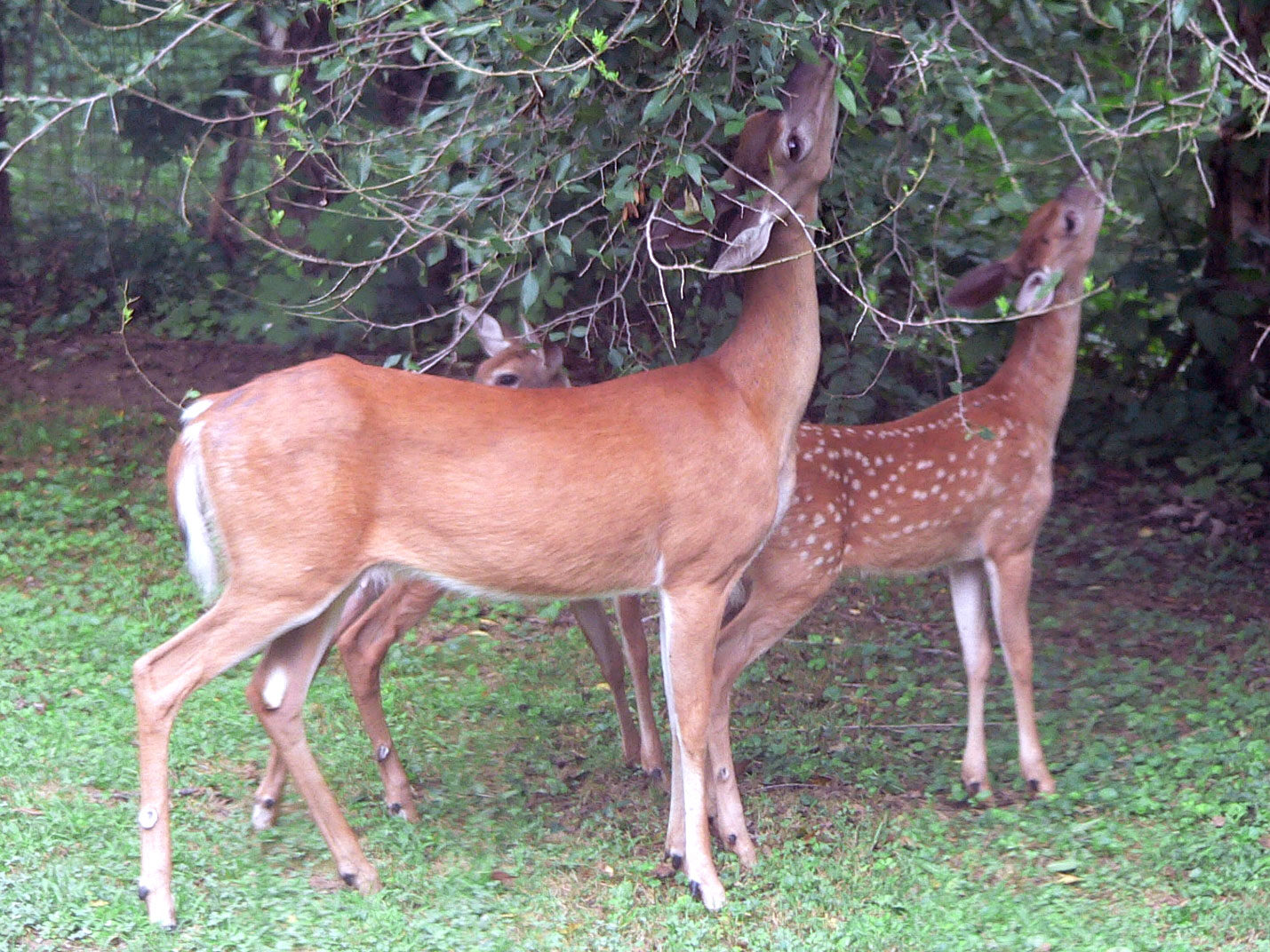 File:White-tailed deer (Odocoileus virginianus) grazing - 20050809.jpg