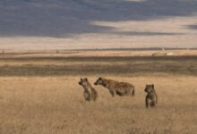 three hyenas on brown field under blue sky