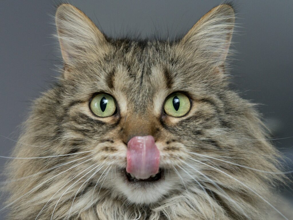 - NeposlušnéTlapky adult brown cat