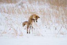 brown short coated dog on snow covered ground during daytime