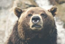 brown bear selective focal photo during daytime
